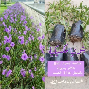 شتلات قطن مزهر -شب الليل- حناء - اجاف - بتونيا مكسيكية مزهرة وشتلات ازهار- صبار ألوفيرا - مسك الروم