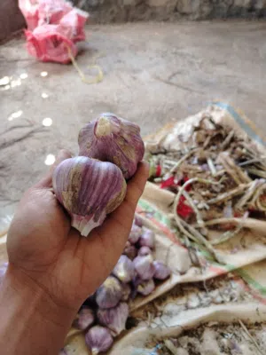 ثوم للبيع ( إنتاج الجبل الأخضر)
