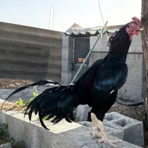 طير باكستاني
