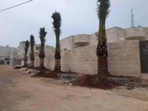 افضل اصناف النخيل المثمر نخل واشنطونيا