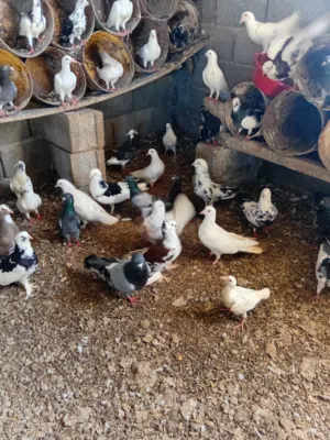 حمام عربي غليظ وزاجل