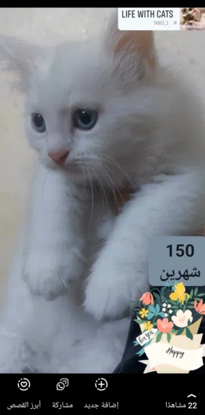 متوفر  قط مكس شيرازي  انجورة تركي  عمره شهرين