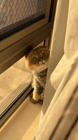 ‏سكوتش فولد‏3