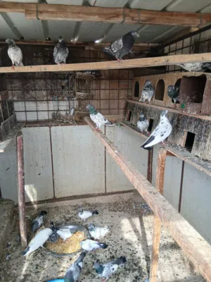 حمام باكستاني