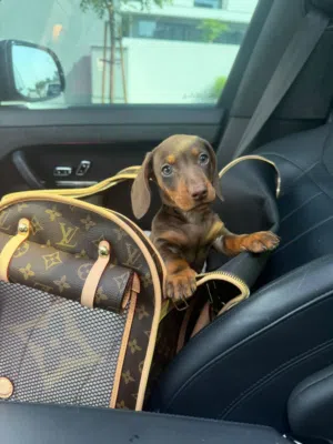 Dachshund  Dog