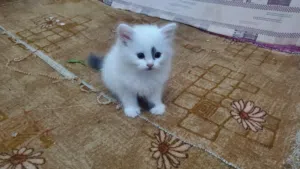 قط مااعرف نوعة مثل ماموضح بصورة