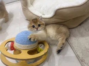 برتش شورت هير ذكر مع جينات قويه