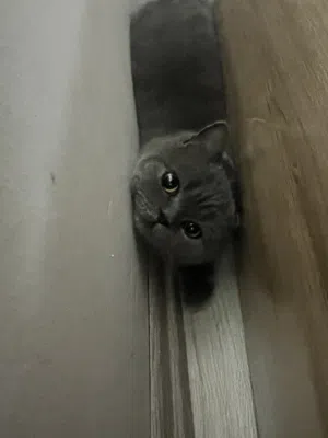 قط (british short hair) بريطاني شعر قصير ذكر قط جداً هادئ و نظيف