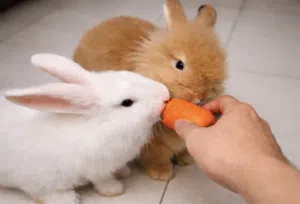 Adorable Lion head Rabbits for Sale   Rare Fluffy Breed  Healthy & Friendly