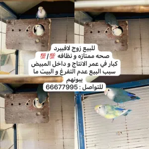 طيور لافبيرد