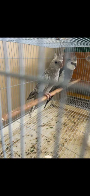 للبيع مجموعه طيور روز كوكتيل بادجي منتجات علا الشرط وشي منهم بيض عندهم
