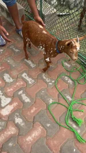 تيس صلالي عمره ثلاث شهور