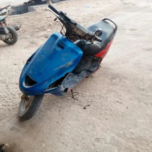فراشة نثية للبيع نقص فقط كفرات