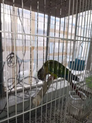 كنيور غرين شيك كبير بالغ العمر محلق انتاج مزارع