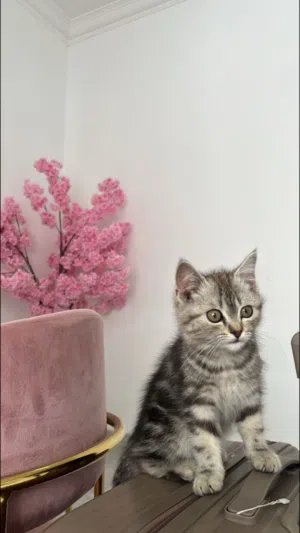 شيرازي رصاصي للبيع .