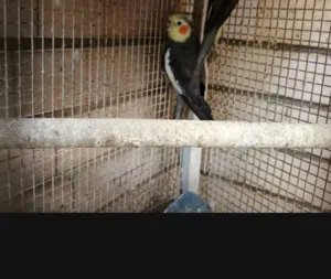 متاح زوج كوكتيل تبزير عراقي أنزل للوصف