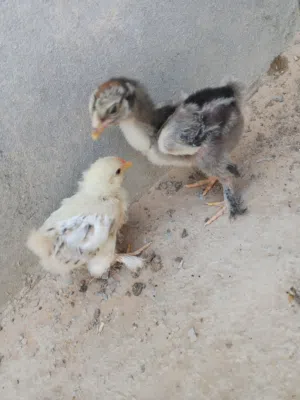 دجاج براهمي وا استرالي