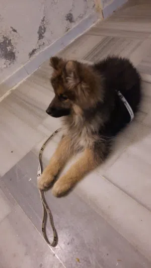 انثى جيرمن اربع شهور للبيع