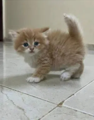 الذي معه قط شيرازي او هملايا يشتي يبيعه ب 15,000 وما تحت يدخل يكلمني عنر شهرين وماتحت