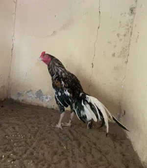 ديك بوليا سندي بنجابي