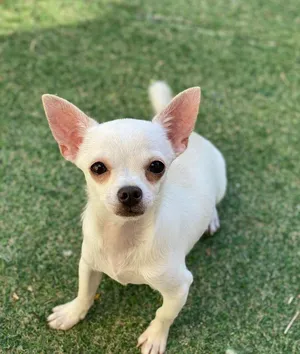 Adorable 6-Month-Old Chihuahua Puppy Looking for a Loving Home
