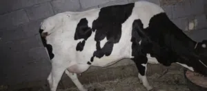 بجر ثاني بطن جواها عجل صار يومين من جابت