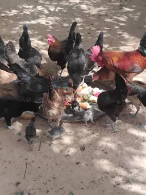 دجاج عربي للبيع اكثر من عشرين دجاجة