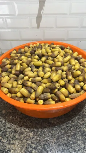 رطب نغال طازج