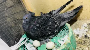 حمامه نثيه للبيت للجادين يعرفون هاذ الطيره شنو منتجه وهذن بيضها بس مو وياها بيضها
