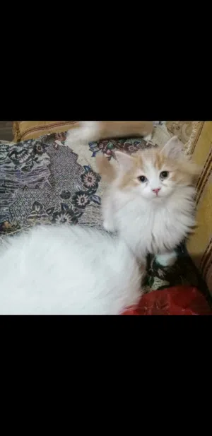 حيوانات للبي...