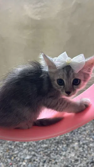 قطه صغيره + الام + الاغراض الخاصه فيهم