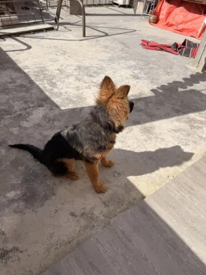 كلب جيرمن شيبرد للبيع