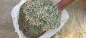 بديل للتبن و للتقليل الفاقد يتوفر برايدحشيش مطحون وكذالك بونيكام مطحون احيانا الجونية 10 كيلو