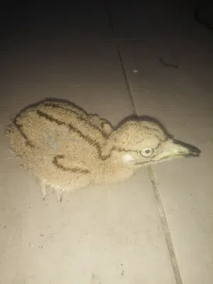 2 فرخ كروان صحراوى برى
