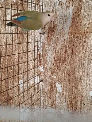 روز لي البيع