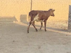 عجله سن رباع للبيع جرسيه