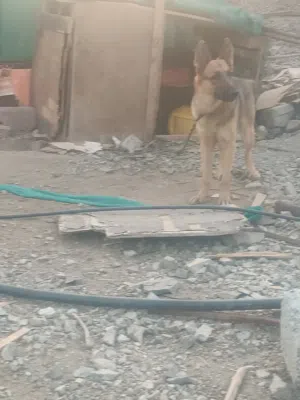 كلبه جيرمن بيور للبيع او للبدل ب ارانب أو بط