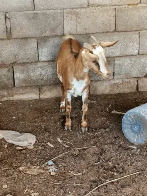 صخله قطريه راكبه عليهى شهرين ونص