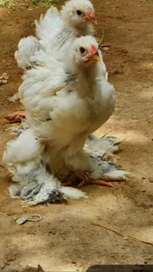 مطلوب صيصان براهمه