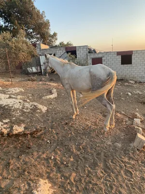 Horses1