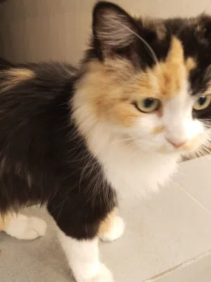 قط شيرازي أنثى