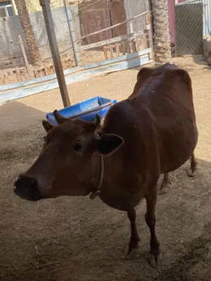 بقرة عمانية للبيع