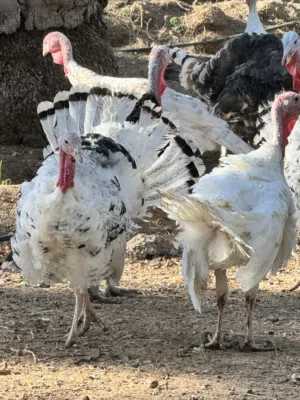 ديك رومي متربيات في مزرعة