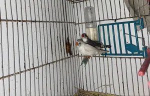 كوبيه زيبره