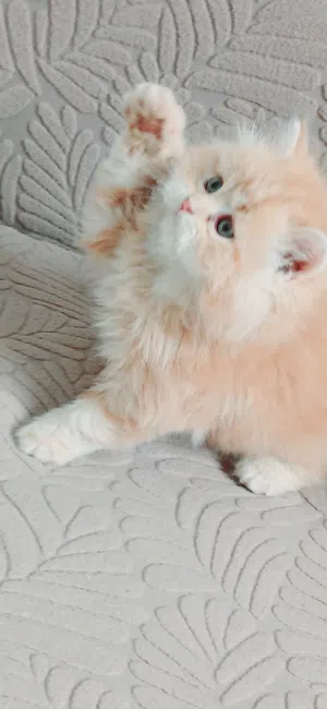 ذكر دبدوب بيرشن ريد بيور 50 يوم مدربين ومطعمين حشرات