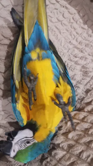 مطلوب مكاو (macaw is required