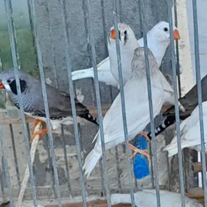 زيبرا زيبرا