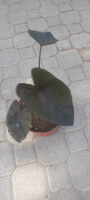 Caledium black magic