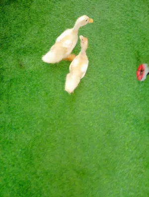 بط للبيع الموقع المعبيله الجنوبيه