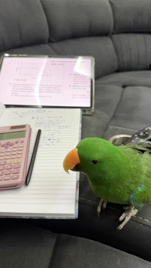 ببغاء اكلكتوس للبيع